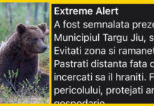 Urs în zona Dealul Târgului din Târgu Jiu!